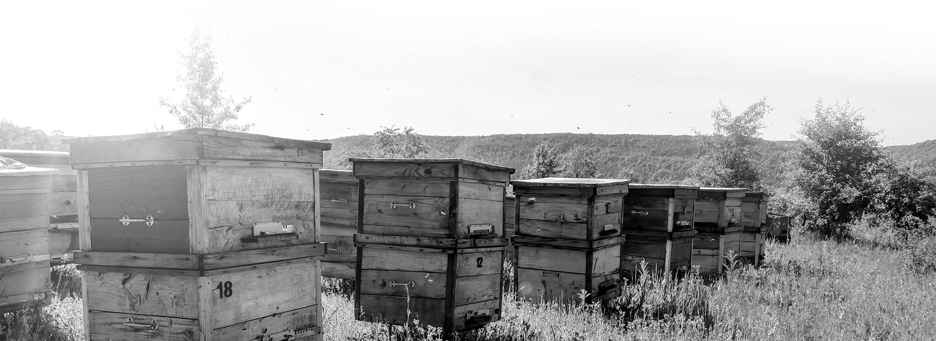 Ruche d’abeilles dans un champ fleuri, production de miel